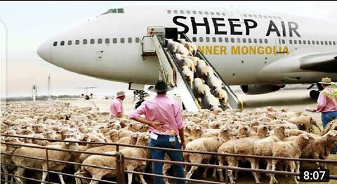 How to Transport Millions of sheep, pigs,Cows-Modern Technology by Aircraft and Big Ship