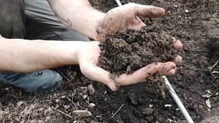 How to Plant Bare Root Fruit Trees on the Urban Homestead