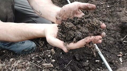 How to Plant Bare Root Fruit Trees on the Urban Homestead