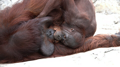 Orangutans Playing