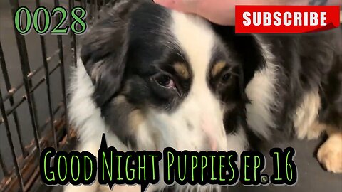 the[DOG]diaries[0028] GOOD NIGHT PUPPIES - EPISODE - Episode 16