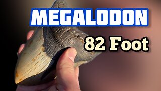 Megalodon 82 Feet