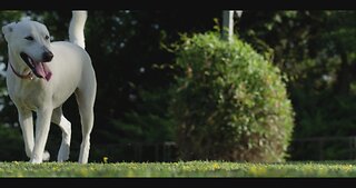 A beautiful and intelligent white dog outdoors