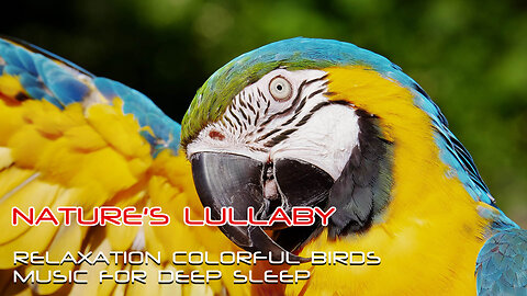 Nature's Lullaby: Relaxing Colorful birds Music for Deep Sleep