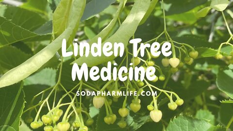 Linden Tree Medicine