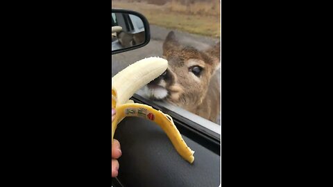 curious deer approachesto Car Window To Eat Banana
