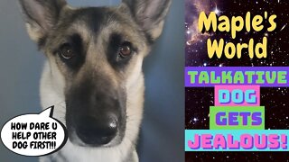 Vocal Gerberian Shepsky Gets Jealous Of Another Dog Getting Ears Checked