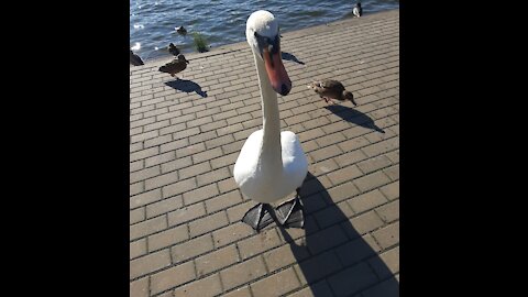 Feeding swans