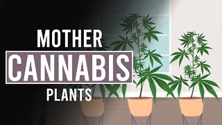 Mother Cannabis Plants: An Endless Source of Your Favourite Weed