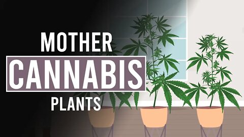 Mother Cannabis Plants: An Endless Source of Your Favourite Weed