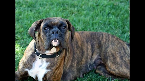 Boxer Playful intelligent friendly dog on training to be loyal confident and fearless dog