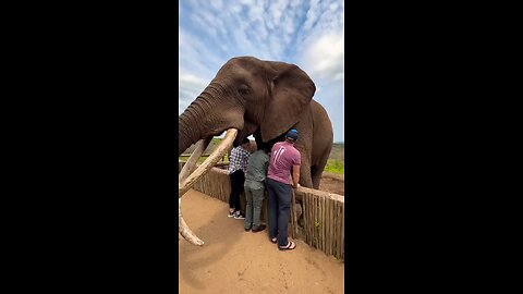 feeding the elephant