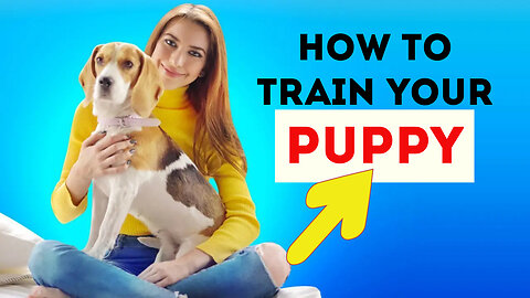 3 Easy Things to Teach your NEW PUPPY!