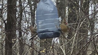 Courteous Female Cardinal