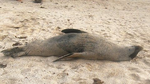 Sea lion lazily rolls to water after chasing rival bull from his women