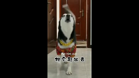 Funny cat and dog videos clips 😺😂🐶