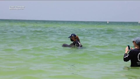 Rescuers save juvenile dolphin in Clearwater and take it to safety