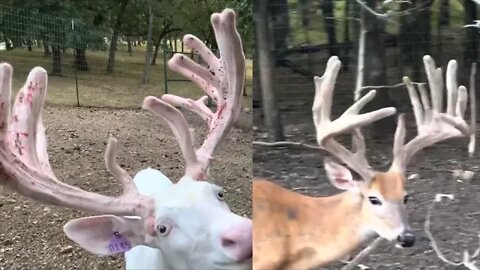Antlers Galor! Big Mystery: Who's Rack is Bigger Part 2mov