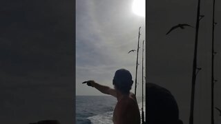 Brett feeding seagulls from boat