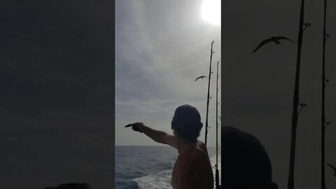 Brett feeding seagulls from boat