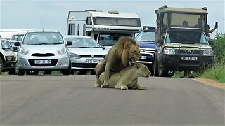 Mating lions cause traffic jam in National Park