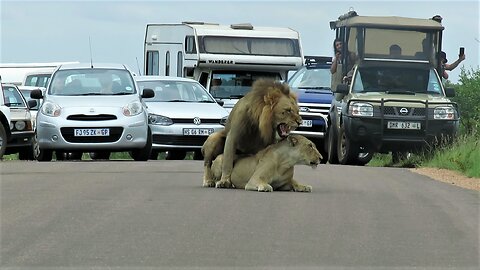 Mating lions cause traffic jam in National Park