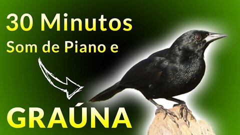 Vida no Campo - SOM DE PIANO PARA RELAXAR COM A GRAÚNA - Pássaros Cantando na Natureza ao Amanhecer