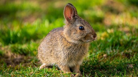 rabbit digging in fine sand