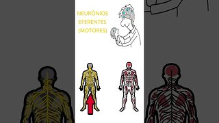 Quais são as principais funções dos neurônios #emoções #psicologia #cerebro #neuropsicologia