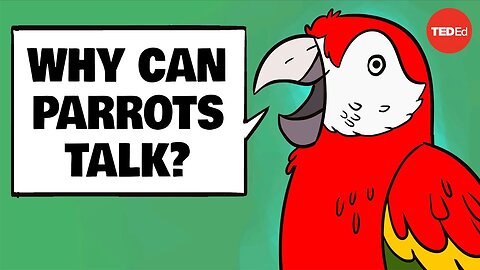 Why can parrots talk