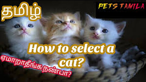 Funny Cat Reaction to Puppies [Kitty sees them for the First Time](720P_60FPS)