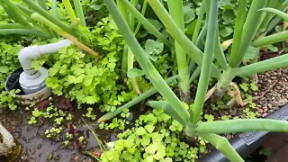Thousands of Free Celery Plants with No Work