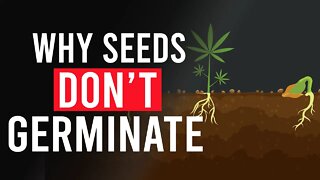 Here’s why your Cannabis Seeds Haven’t Germinated!