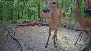 Live Deer & Wildlife Webcam Camera 2 June 22 2020