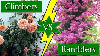 Climbing Vs Rambling Roses Comparison