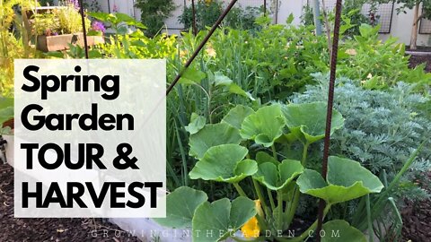 Spring Garden TOUR and HARVEST - Growing in the Garden