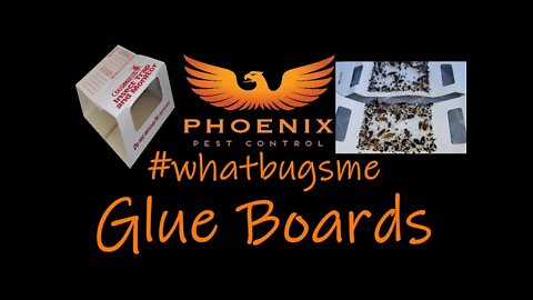 Glue boards, Do they Work? #whatbugsme