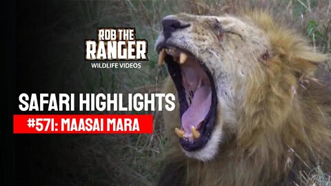 Safari Highlights #571: 18 & 19 October 2020 | Maasai Mara/Zebra Plains | Latest Wildlife Sightings