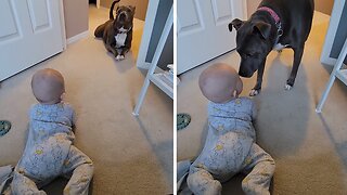Adorable pup becomes baby's personal crawl coach