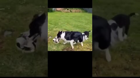 The mother dog is playful even though the puppy is tailing her