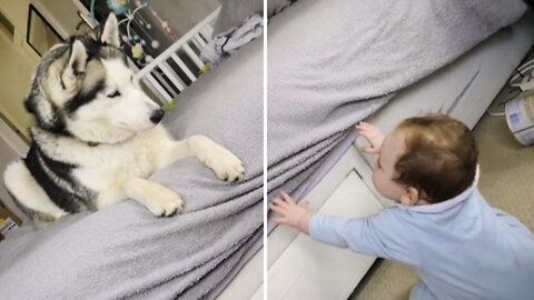 Funny Husky and Babies Videos Compilation