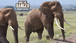 Massive Amboseli Elephant Herd With Tusker Bulls | Zebra Plains Safari