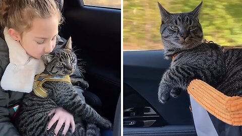 Cat Loves To Go For Car Rides In His Own Custom Seat