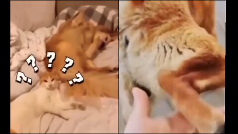 Funny animals 2023😆 - Funniest Cats and Dogs Video🐕🐈329 #shorts Part-2