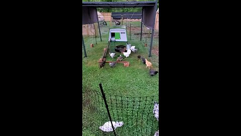 Early Morning Thrills: Pullet Play in the New Yard