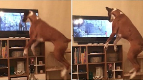 Boxer Dog Buzz Copies The John Lewis Christmas Advert From The Telly