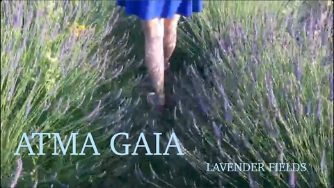 Lavender fields music meditation - Bring the feel of lavender and purify your house