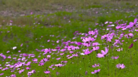 MANHÃ NO CAMPO - PASSAROS CANTANDO - NATUREZA - MORNING IN THE FIELDS - BIRDS SINGING - NATURE SOUND