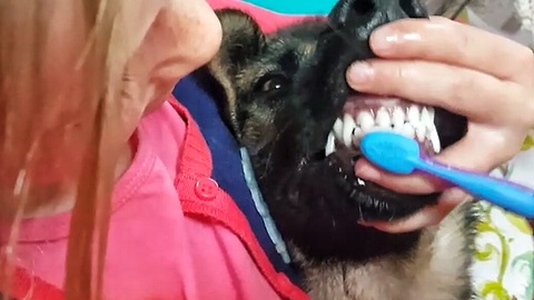 German Shepherd gets teeth brushed by little girl