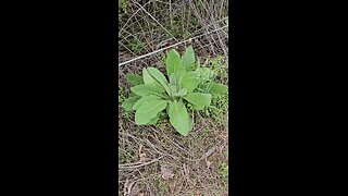 Mullein